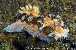 lembeh strait,nikon d2x 60 mm macro by Puddu Massimo 